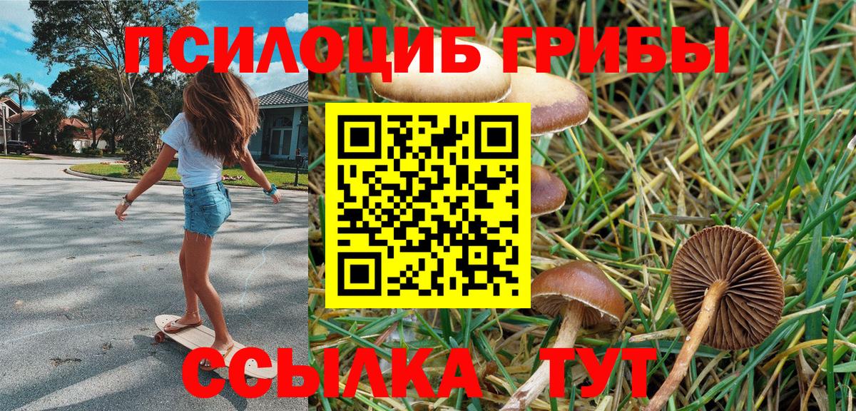 Псилоцибиновые грибы Cubensis  Вход с VPN  Клинцы 